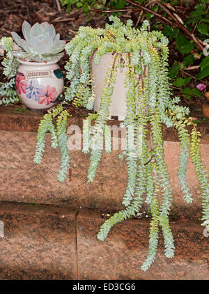 Succulent plant, Sedum morganianum, Burro's Tail, growing in container on wall with long stems of blue/green 'leaves' hanging down
