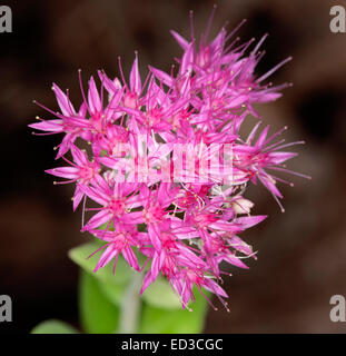 Cluster of beautiful vivid magenta / pink star shaped flowers of succulent, Sedum spectabile 'Neon' Stonecrop - dark background