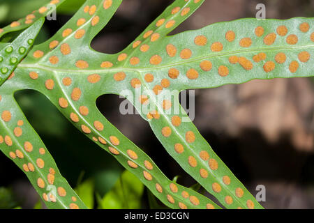 Rows of round collections of spores on underside of bright green frond of licorice fern, Polypodium glcyrrhiza Stock Photo