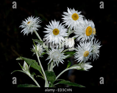 Cluster of shiny white everlasting daisies, Xenochrysum syn Helichrysum bracteatum / Bracteantha bracteata with leaves &  buds on black background Stock Photo