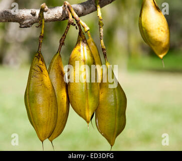 Cluster of huge seed pods of Castanospermum australe, Australian Black Bean tree, hanging from branch, against light green background Stock Photo