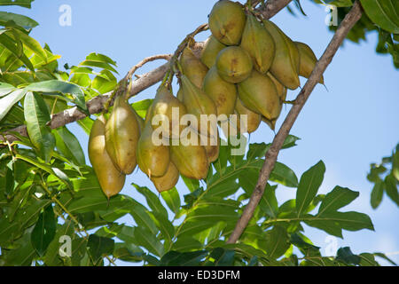 Cluster of huge seed pods of Castanospermum australe, Australian Black Bean tree, with emerald foliage & against blue sky Stock Photo