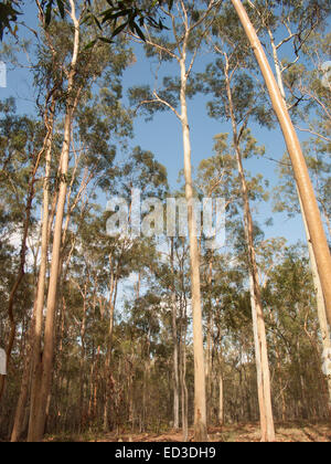 Australian forest dominated by tall lemon scented gum trees, Corymbia / Eucalyptus citriodora rising into blue sky