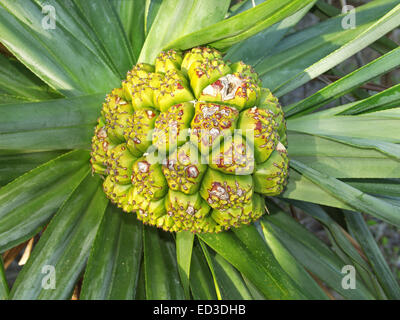 Large segmented yellowish green fruit / nut of Pandanus palm / screw pine tree nestled among blue / green leaves Stock Photo