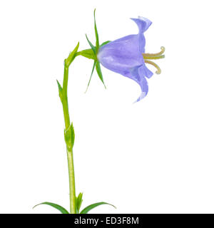 beautiful head of blue hand bell is isolated on white background, closeup Stock Photo