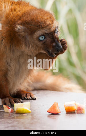 Female Sclater's lemur (Eulemur flavifrons) feeding on fruit in Apenheul Primate Park, Apeldoorn, Netherlands. aka Blue-eyed black lemur. Stock Photo