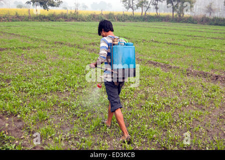 1 indian rural farmer farm Pesticide working Stock Photo