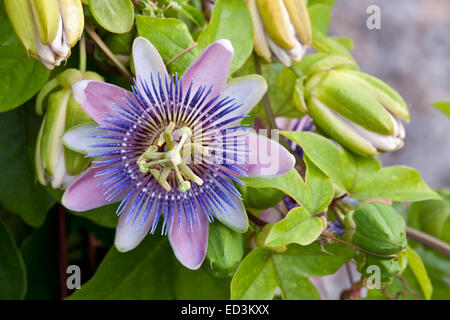 Passion Flower - Passiflora 'Blue Bouquet' Stock Photo