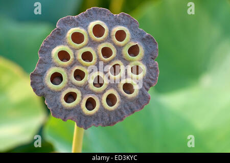 Sacred Lotus Seed Pod - Nelumbo nucifera Stock Photo