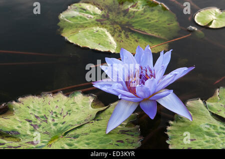 NYMPHAEA 'DIRECTOR GEORGE T. MOORE'