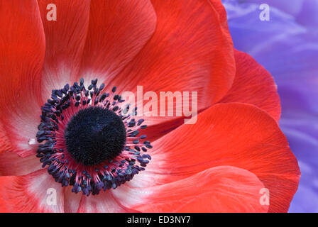 ANEMONE FLOWERS - ANEMONE CORONARIA Stock Photo