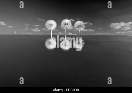 three dandelion heads with seeds on mirror in space. B & W picture Stock Photo
