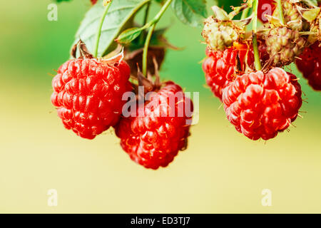 Raspberries. Growing Organic Berries Closeup. Ripe Raspberry In The Fruit Garden. Toned Photo Stock Photo