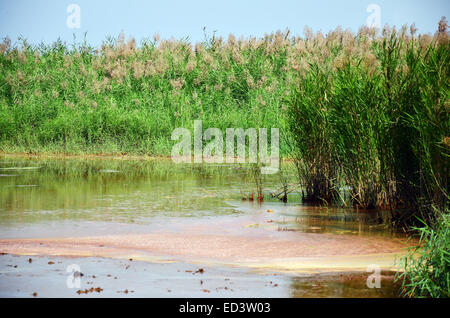 Effects Environmental from Chemicals and heavy metals in soil occur from Industrial Heavy metal release poisoning in soil. Stock Photo