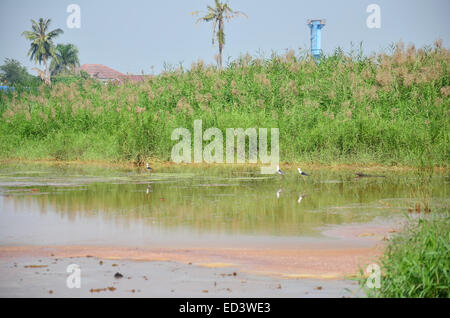 Effects Environmental from Chemicals and heavy metals in soil occur from Industrial Heavy metal release poisoning in soil. Stock Photo