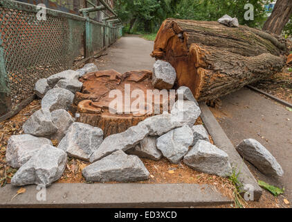Cutted big tree ina forest for wood Stock Photo