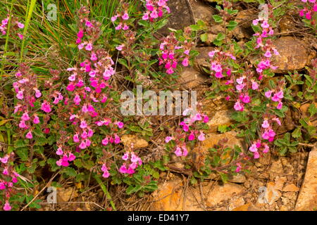 Wall Germander, Teucrium chamaedrys in flower.  Turkey Stock Photo