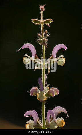 Clary Sage, Salvia sclarea against the light; wild in Turkey Stock Photo