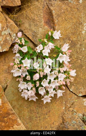A white rock bellflower, Campanula betulifolia on rocks of Coruh Valley, north-east Turkey Stock Photo