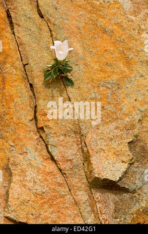 A white rock bellflower, Campanula betulifolia on rocks of Coruh Valley, north-east Turkey Stock Photo