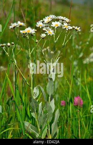 Costmary, or Alecost, Tanacetum balsamita, a medicinal herb, wild in Turkey. Stock Photo
