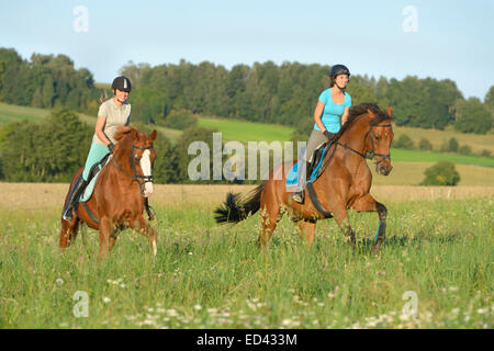 Two young rider on back of German warmblood horses galloping in a meadow in summer Stock Photo