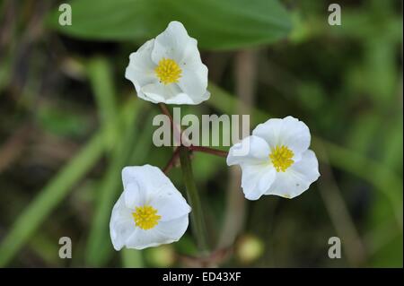 Broadleaf Arrowhead - Duck Potato - Indian potato - Wapato (Sagittaria latifolia) flowering in summer Stock Photo