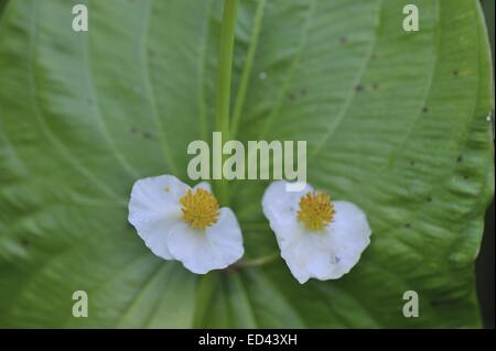 Broadleaf Arrowhead - Duck Potato - Indian potato - Wapato (Sagittaria latifolia) flowering in summer Stock Photo