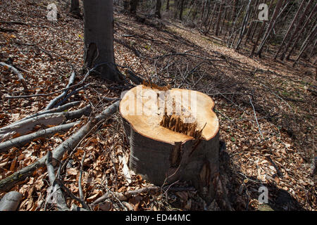 Logging of big trees in the forest before the spring. Stock Photo