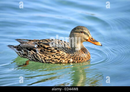 Female mallard duck floating on the water Stock Photo