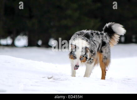 Male australian shepherd dog standing in the snow by winter day Stock Photo