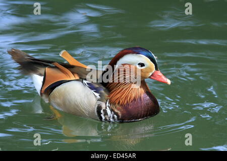 Male mandarin duck swimming on quiet water Stock Photo