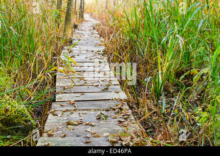 Old wooden boardwalk cuts through the reeds Stock Photo