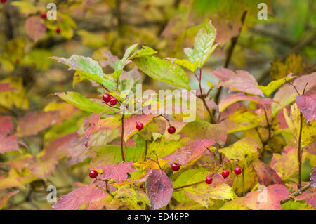 Guelder-rose leaves and fruits, Viburnum opulus Stock Photo