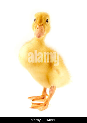 Funny yellow Duckling age days. Isolated on white. Stock Photo