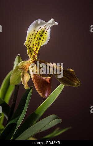 Lady slipper orchid, Paphiopedilum Stock Photo