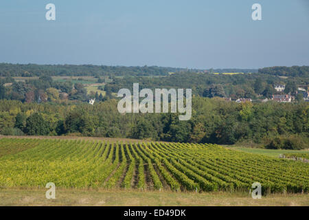 Francueil village, in central France. Rows of vines and distant hills with blue sky. Stock Photo