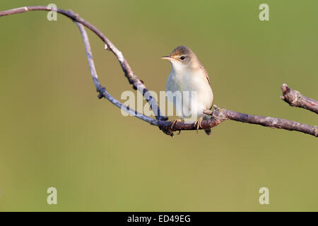 Marsh Warbler (Acrocephalus palustris).Wild bird in a natural habitat. Stock Photo