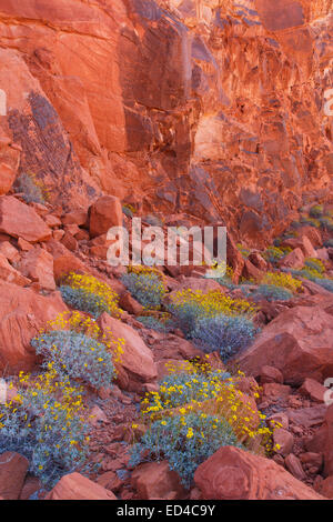 Desert, Valley of Fire state park near Las Vegas, Nevada Stock Photo - Alamy