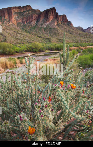 Salt River, Tonto National Forest, East of Phoenix, Arizona. Stock Photo