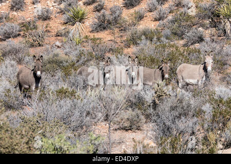 Five wild Burros in the Mojave desert in Southern Nevada. Stock Photo