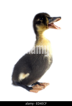 Funny yellow and black Duckling age days. Isolated on white. Stock Photo