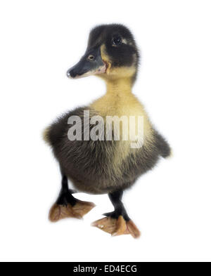 Funny yellow and black Duckling age days. Isolated on white. Stock Photo