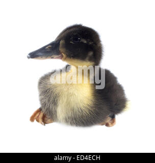 Funny yellow and black Duckling age days. Isolated on white. Stock Photo