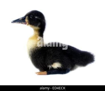 Funny yellow and black Duckling age days. Isolated on white. Stock Photo