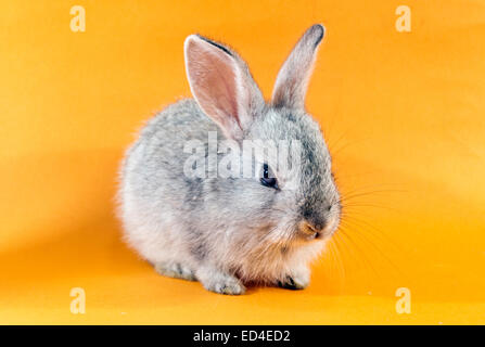 Gray rabbit on orange background Stock Photo