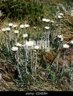 Australia: Silver Daisy (Celmisia), Snowy Mountains, NSW Stock Photo