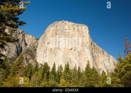 El Capitan probably the most famous climbing wall in Yosemite National Park, California, USA. Stock Photo