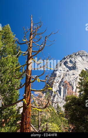 A dead tree above the Nevada Fall in the Little Yosemite Valley, Yosemite National Park, California, USA. Stock Photo