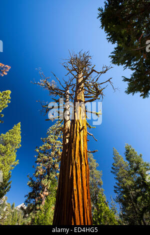 A dead tree above the Nevada Fall in the Little Yosemite Valley, Yosemite National Park, California, USA. Stock Photo